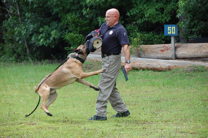 Deputy training a canine